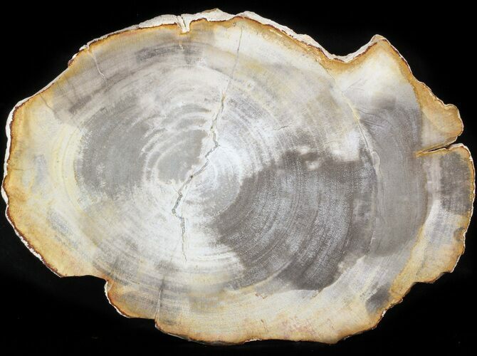 Petrified Wood (Tropical Hardwood) Slab - Indonesia #41880